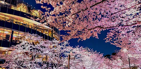 夜桜