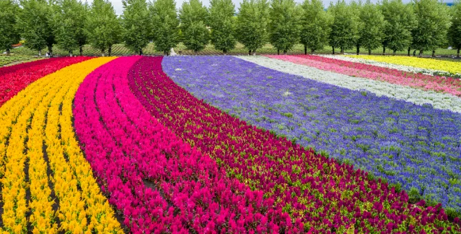 ファーム富田