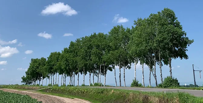 パッチワークの路