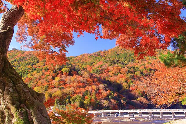 定期観光バスで巡る！京都一日　～天龍寺と竹林嵐山・金閣寺・伏見稲荷大社～【ＢＥコース】