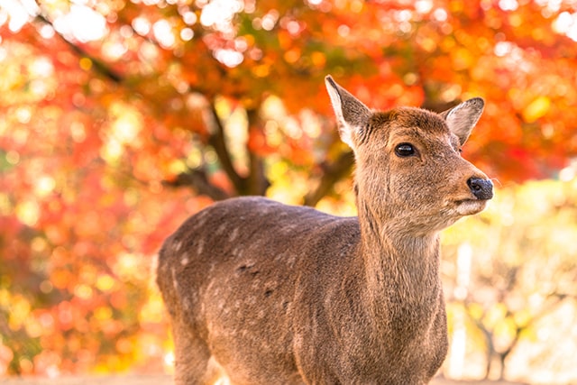 奈良公園