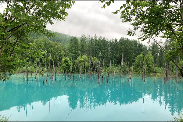 富良野 白金 青い池