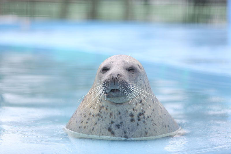 『動物園めぐり』旭川・美瑛・中富良野⇒帯広周遊コース