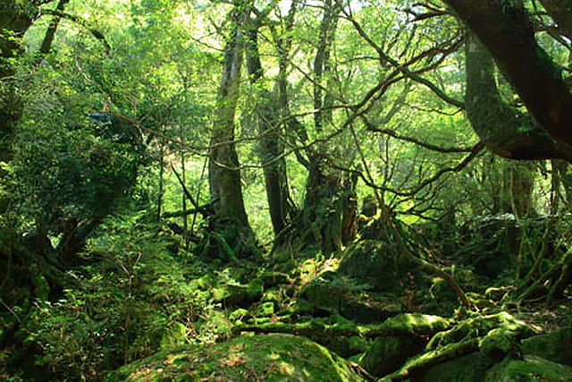 屋久島(鹿児島県)