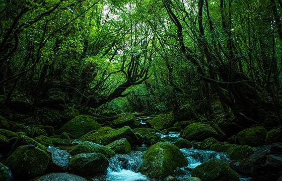 白谷雲水峡