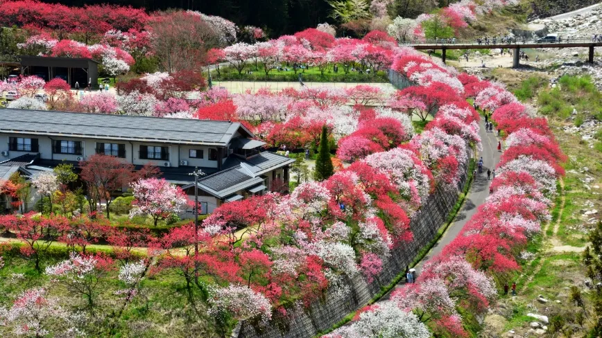 花桃まつり