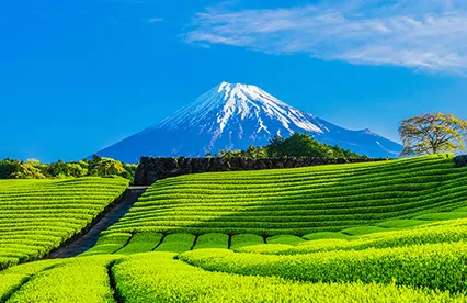 【比較】東京から静岡に行くならどの移動手段がベスト？安さ・時間・快適さを徹底調査